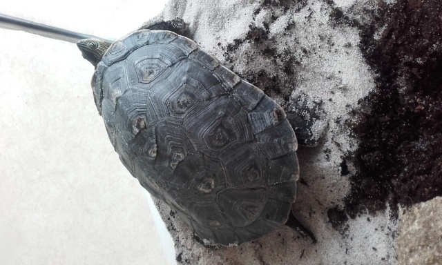 Identification tortue de floride ?  20160611