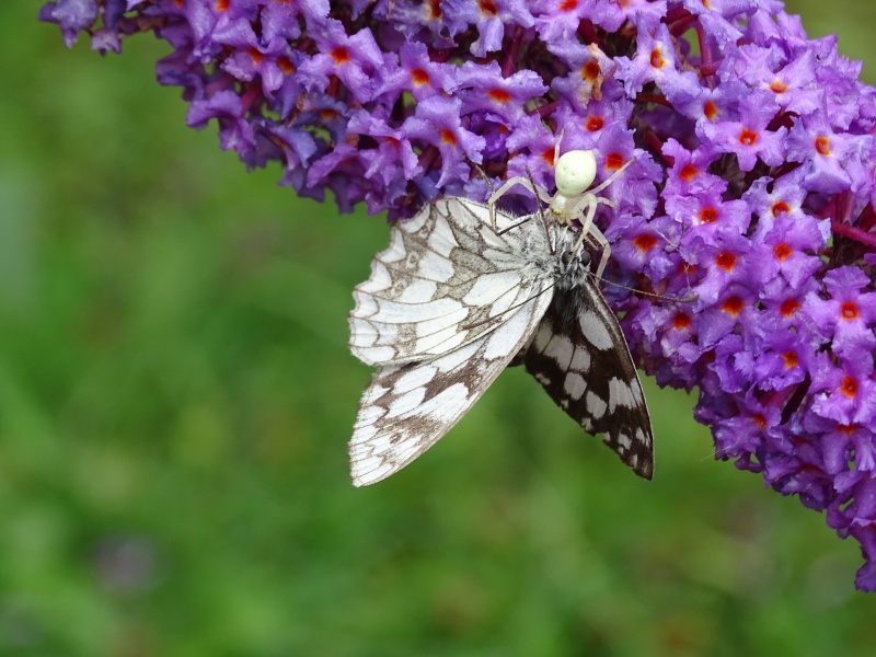 Quelques papillons bretons ! Semi_d10