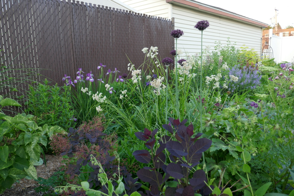 Le jardin de Chantrelle en 2019 - Page 6 0feeb010