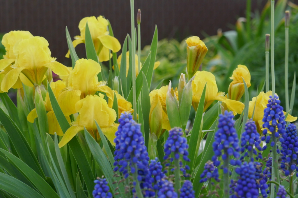 Le jardin de Chantrelle en 2019 - Page 4 1ed1bd10