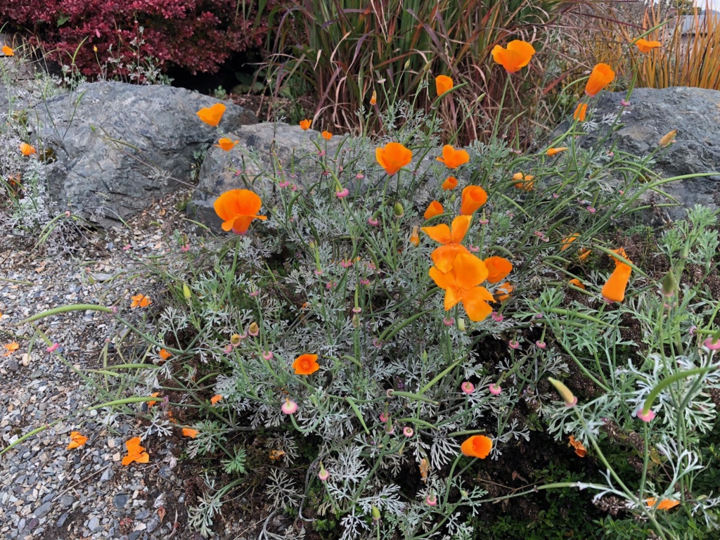 Plante de rocaille Victoria BC *Identifiéé :  Escholtzia californica 3ca99d10