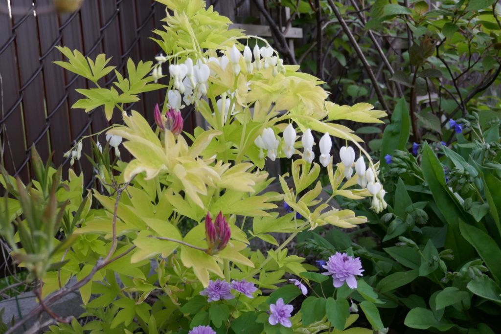 Le jardin de Chantrelle en 2019 - Page 4 582aaa10