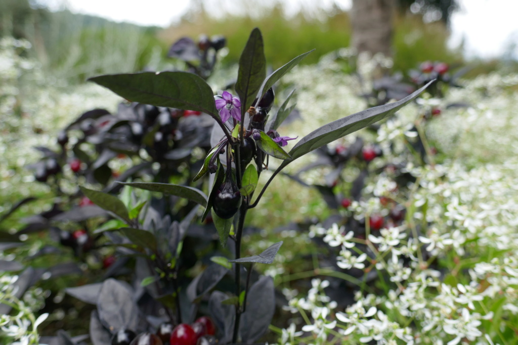 Identifié Capsicum annuum 'Black Pearl' ou autres cultivars 66d1e310