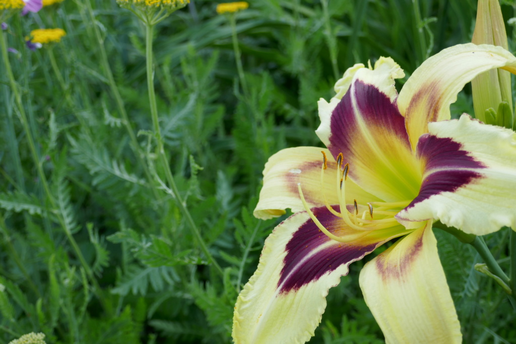 Le jardin de Chantrelle en 2019 - Page 6 717ed310