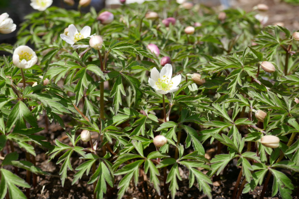 Le jardin de Chantrelle en 2019 - Page 2 76802610