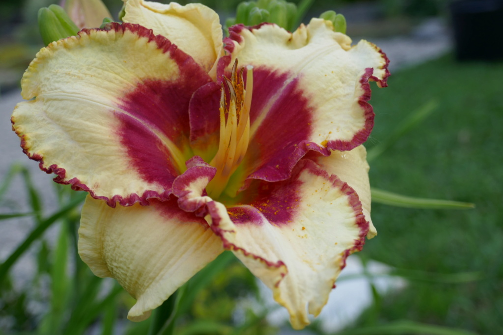 Le jardin de Chantrelle en 2019 - Page 6 7e85e010