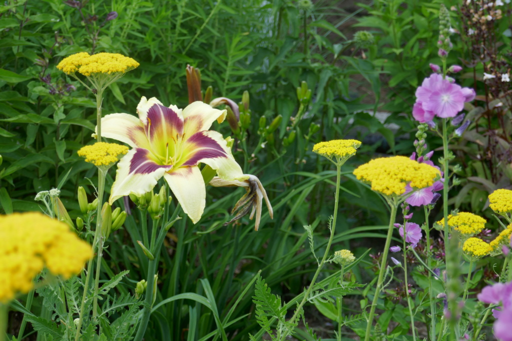 Le jardin de Chantrelle en 2019 - Page 6 A5e52210
