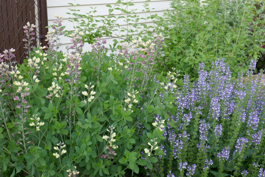 Le jardin de Chantrelle en 2019 - Page 6 B54dfb10