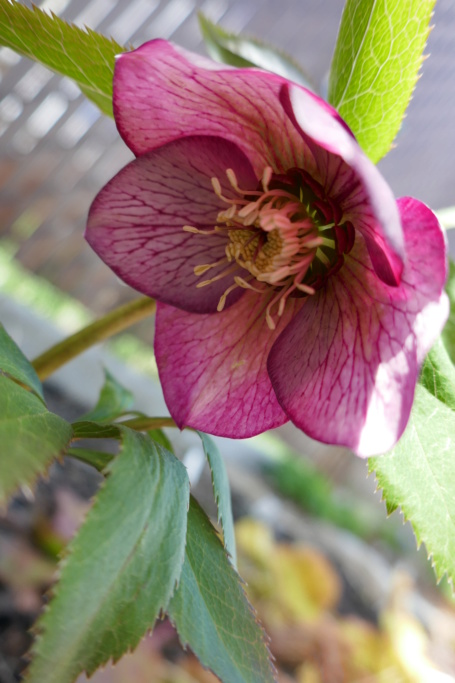 Le jardin de Chantrelle en 2019 - Page 2 Be680810