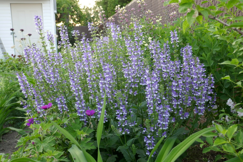 Le jardin de Chantrelle en 2019 - Page 6 F97e0d10