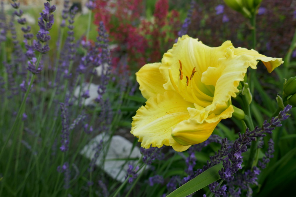 Le jardin de Chantrelle en 2019 - Page 6 Fe072210