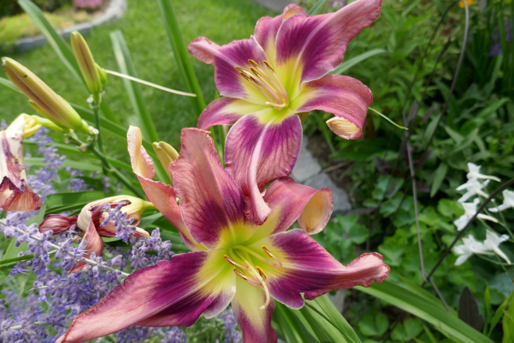 Le jardin de Chantrelle en 2019 - Page 6 Fe076d10