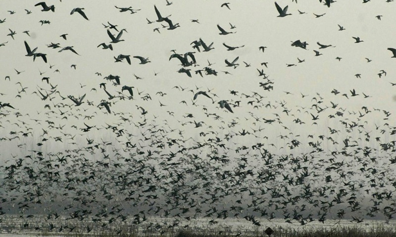 Ukraine. Les oiseaux de “destruction massive”. Chine-10