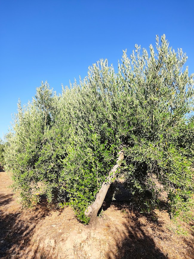 Análisis foliar julio 2021 - lumaspe (Albacete) Img_2036