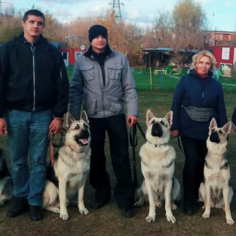 ВОСТОЧНО-ЕВРОПЕЙСКАЯ ОВЧАРКА ВЕОЛАР НОРРИС-МАРФА - Страница 2 Img_2066