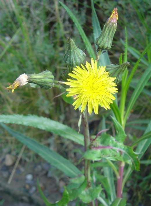 Plantas y hierbas que pueden comer nuestras cobayas y sus propiedades (Parte 1) 520px-10