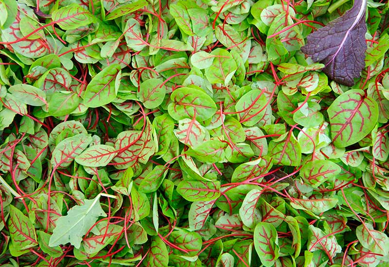 Plantas y hierbas que pueden comer nuestras cobayas y sus propiedades (Parte 1) Aceder10