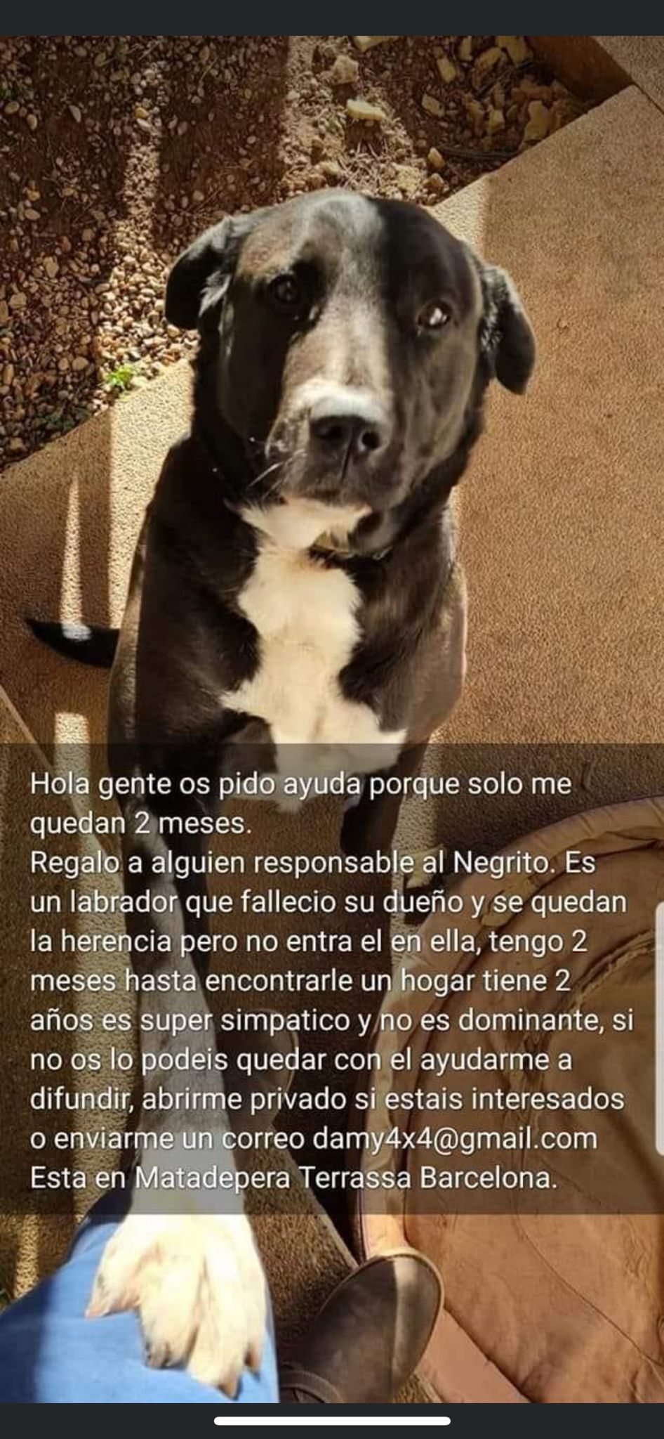 Negrito busca una nueva familia Img-2417