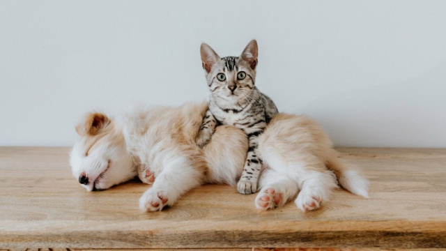 Las mascotas nos proteguen del coronavirus Las mascotas nos proteguen del coronavirus