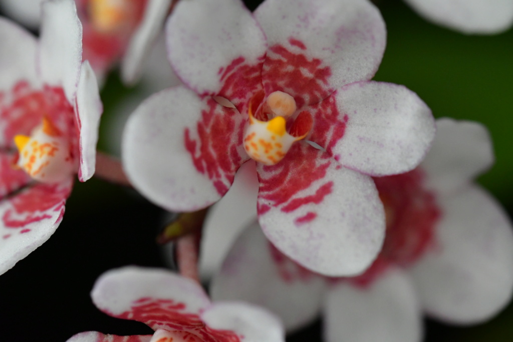 Sarcochilus Fitzhart 14408910