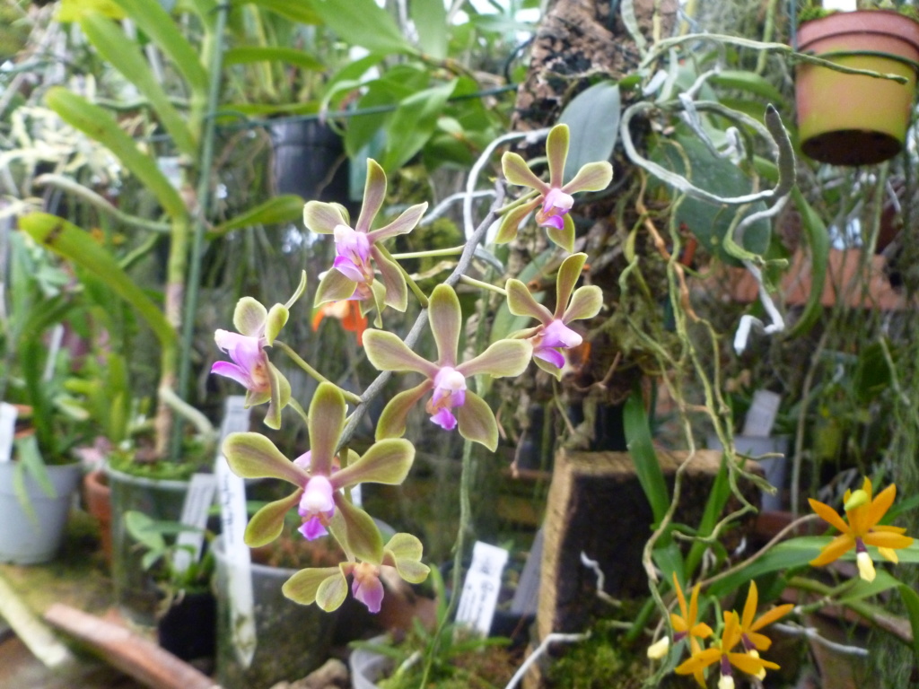 Phalaenopsis honghenensis (ex braceana) 51bf0310