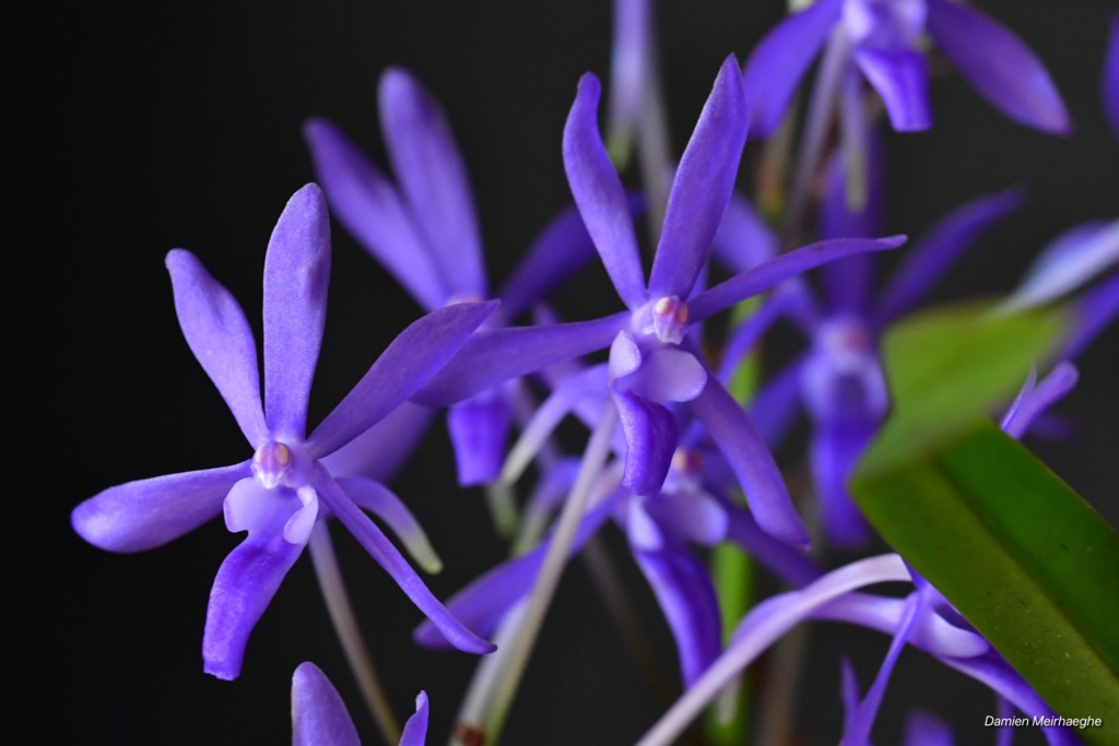 Vandachostylis Rainbow Stars 'Blue' 71a57910