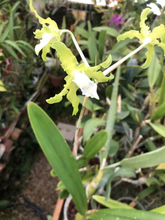 Laelia (Schomburgkia) undulata f. xanthina  84106a10