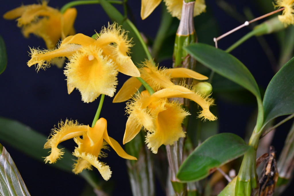 Dendrobium harveyanum 8bd75210