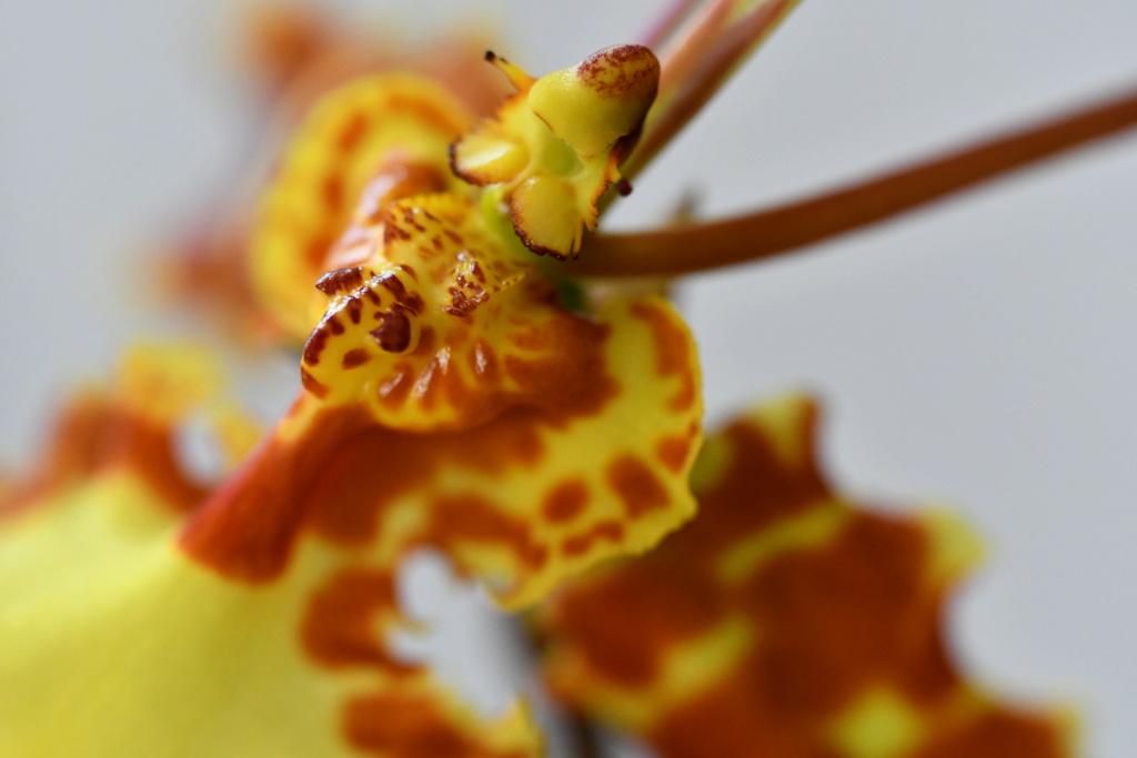 Psychopsis Mariposa 'Green Valley' B6b0ef10