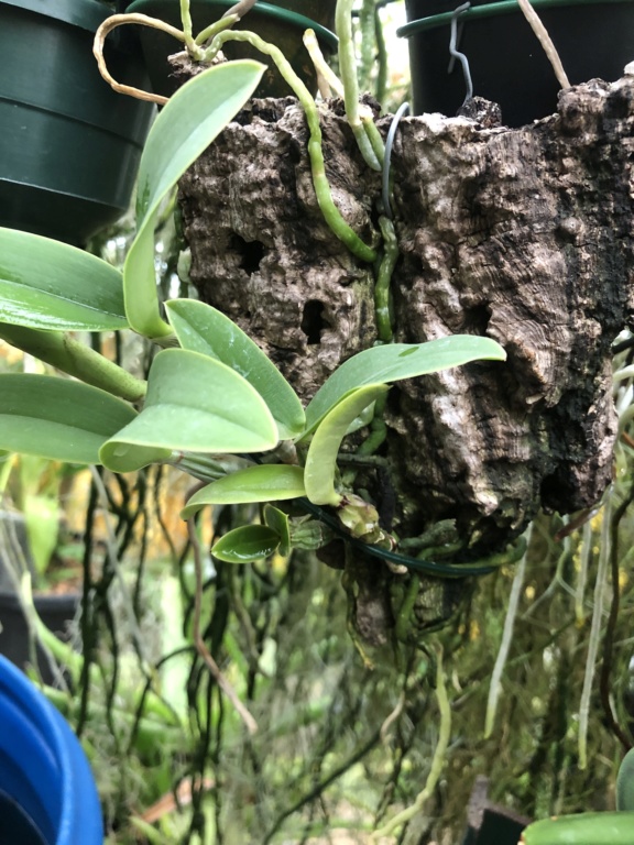 Cattleya nobilior f. amaliae Da96a710