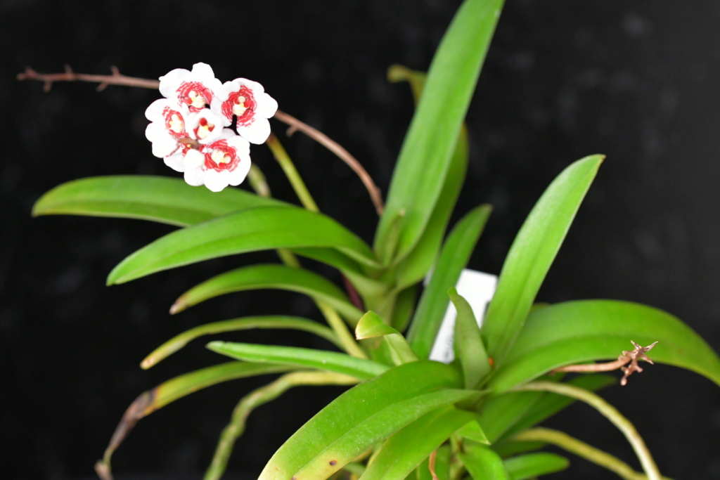 Sarcochilus Fitzhart Dsc_1017