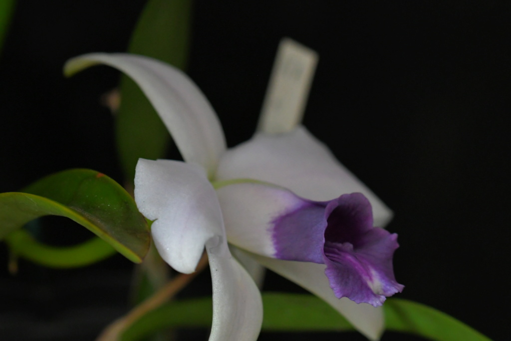 Cattleya Susanna (C. bicalhoi f. coerulea x C. pumila f. alba) Dsc_1522