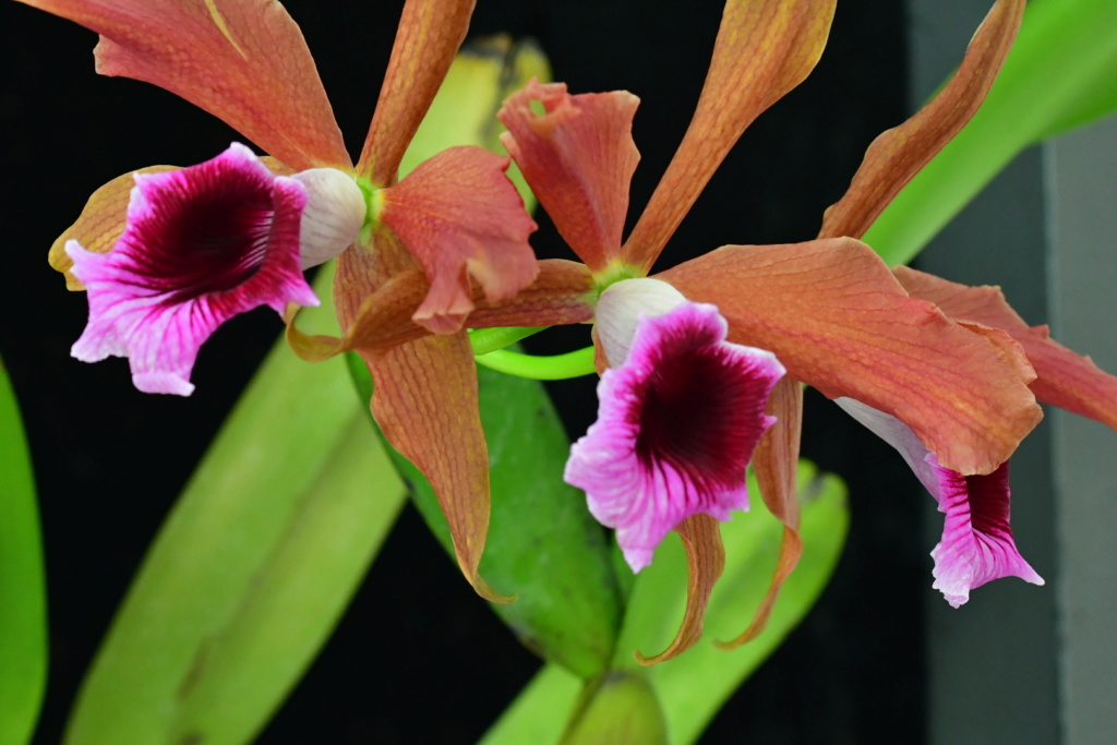 Cattleya tenebrosa  Dsc_1611