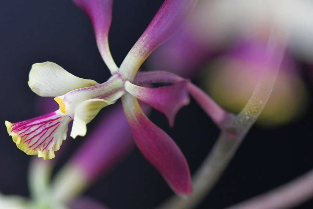 Encyclia alata x guatemalensis Dsc_1617