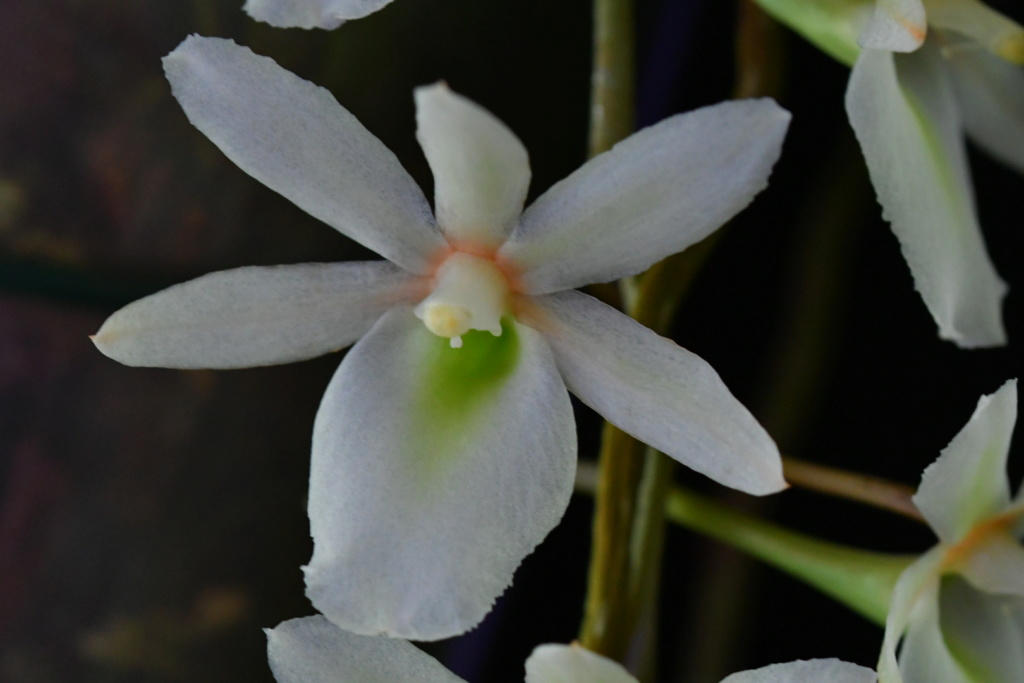 Aerangis spiculata x Eurychone rothschildiana Dsc_1729