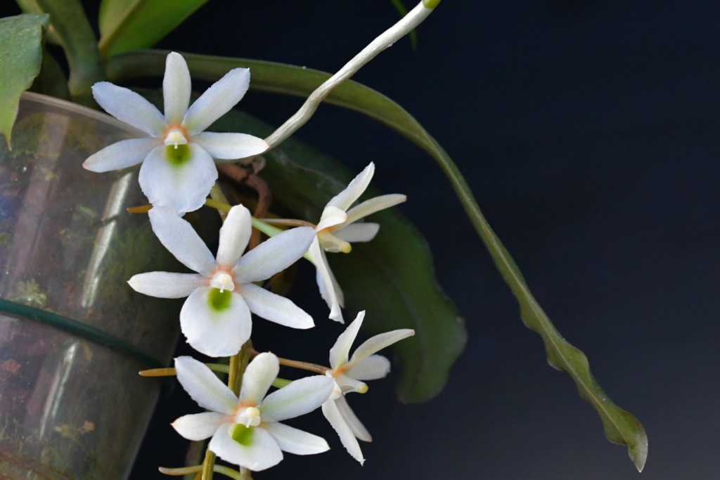 Aerangis spiculata x Eurychone rothschildiana Dsc_1730