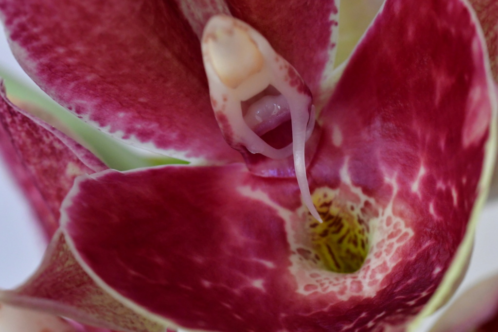 Catasetum Penang"Jumbo Sweet Heart" Dsc_1739