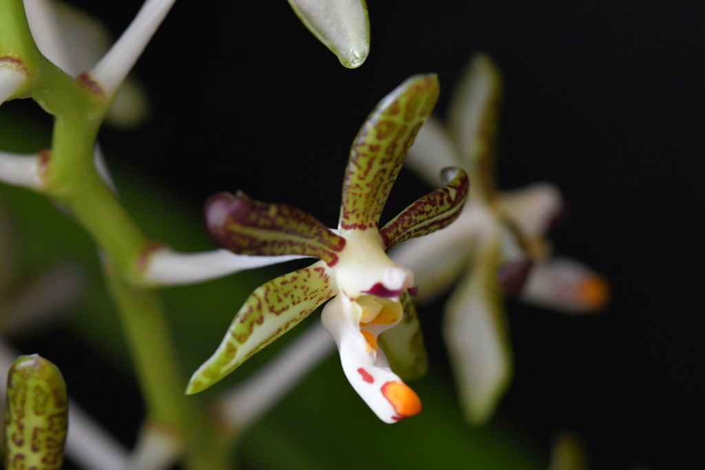 Trichoglottis loheriana (ex staurochilus ) Dsc_1913