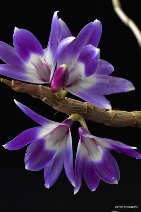 Dendrobium victoria reginae Dsc_2212