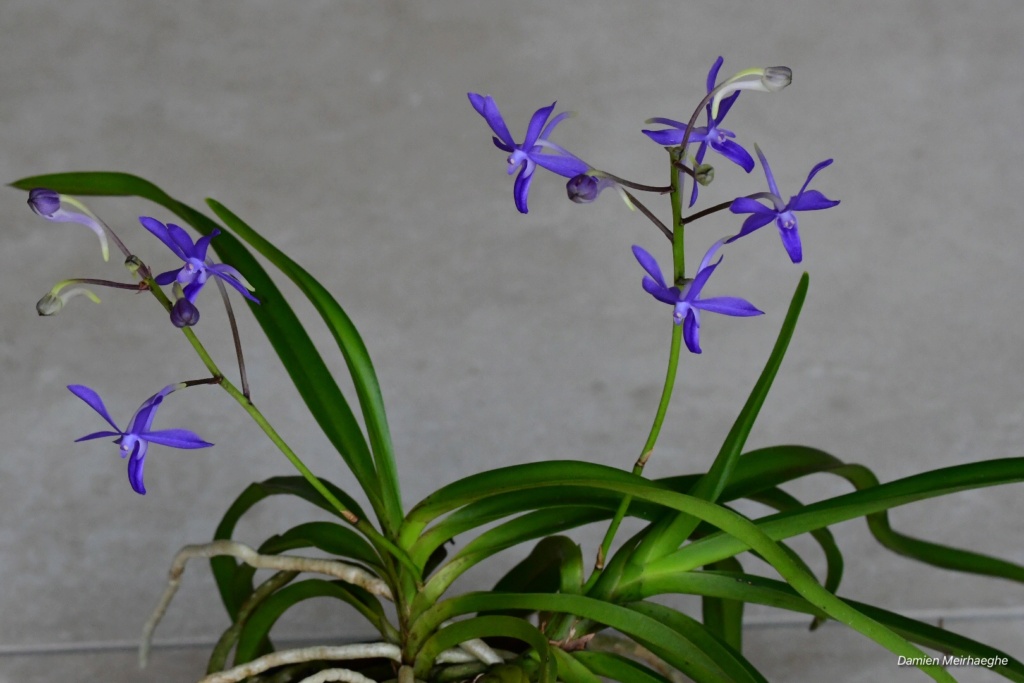 Vandachostylis Rainbow Stars 'Blue' Dsc_2312