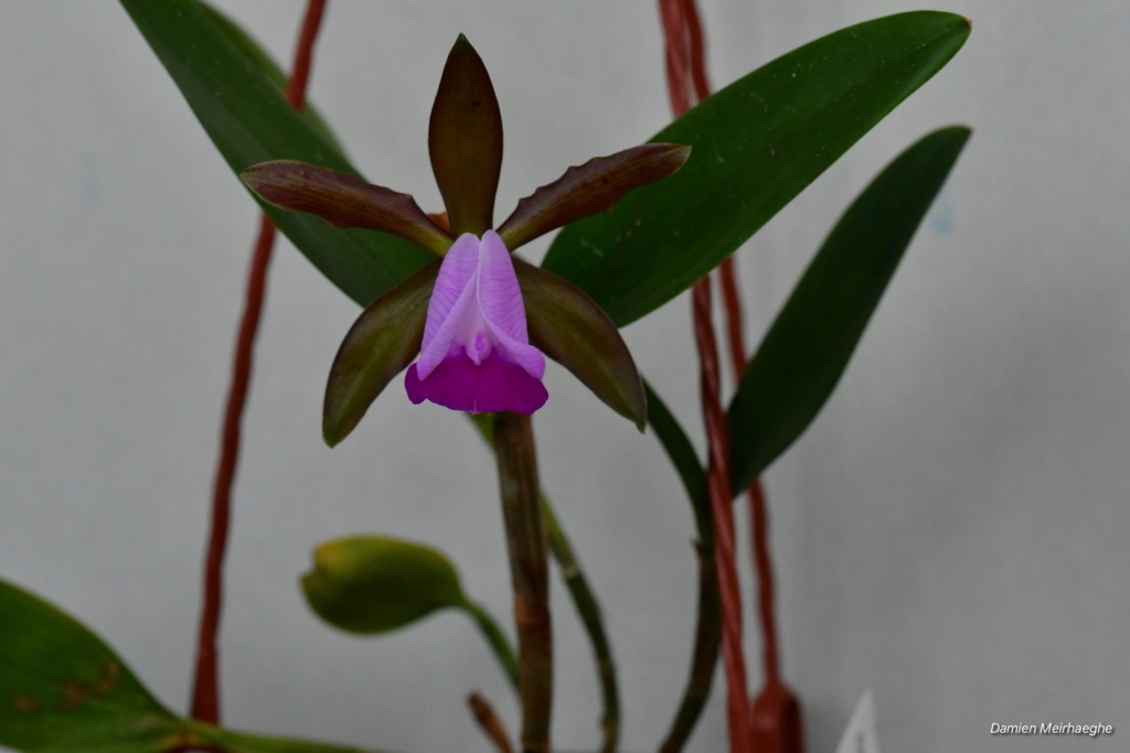 Cattleya dormaniana Dsc_2415