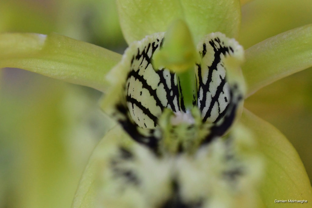 Coelogyne pandurata Dsc_3010