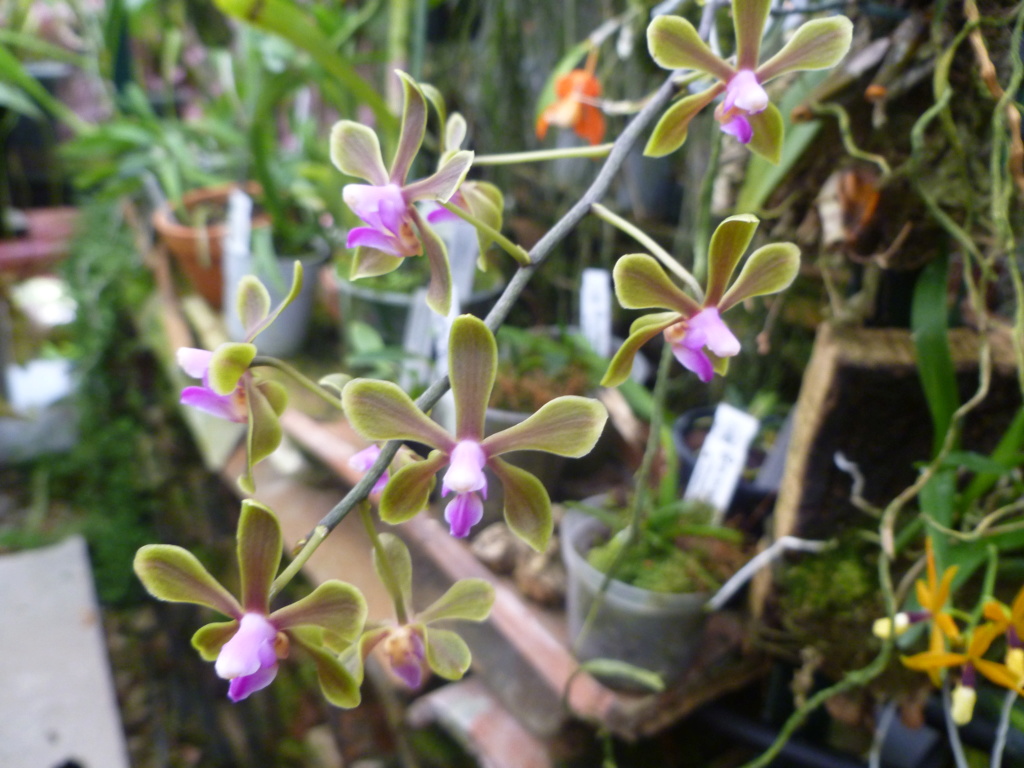 Phalaenopsis honghenensis (ex braceana) E8047710