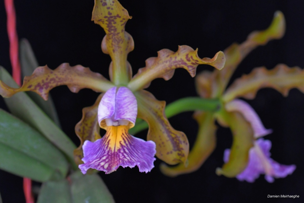 Cattleya schilleriana f. coerulea F250b610