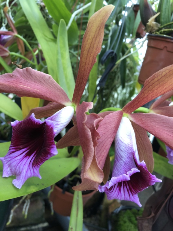 Cattleya tenebrosa  Img_0311