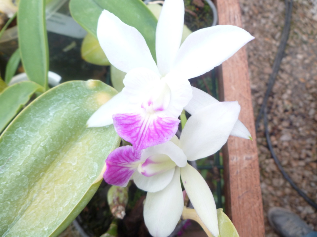 Cattleya tenebrosa  P1030513