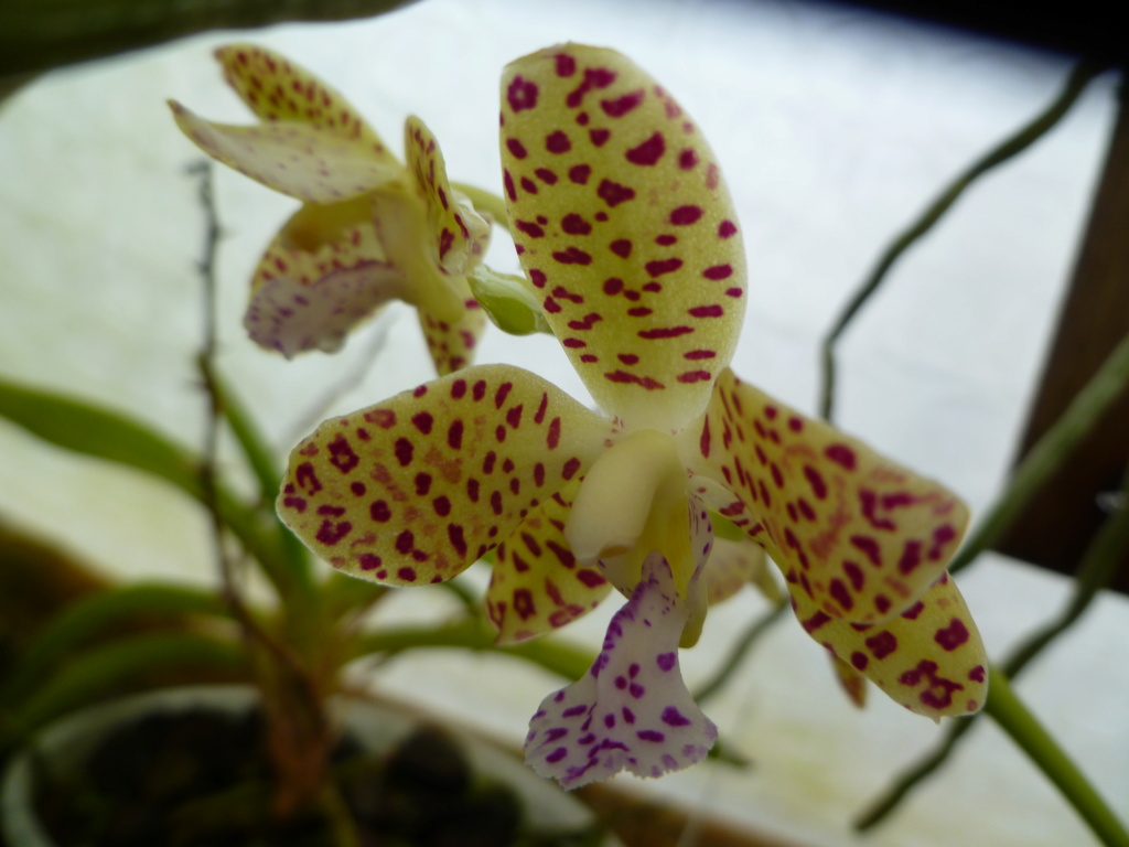 Phalaenopsis Little One (japonica x hygrochila) P1030612