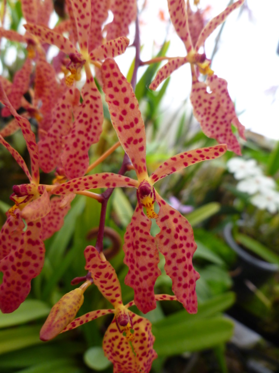 Renanthera Amayani P1030820