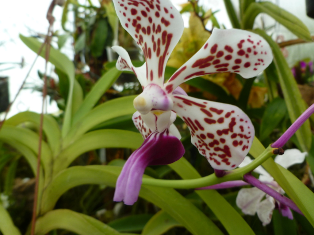 Vanda tricolor var. suavis (première floraison) P1030825