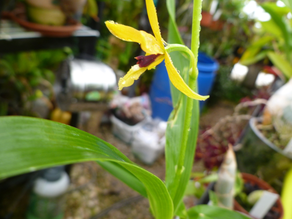 Identification orchidée P1030830